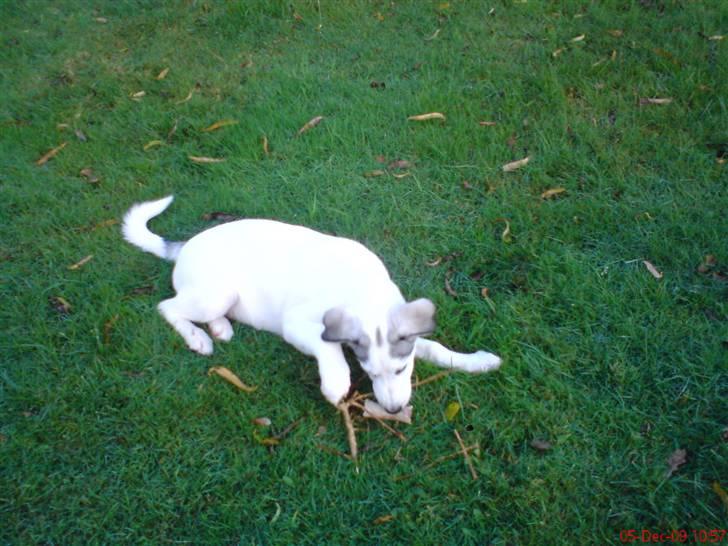 Blanding af racer kosmo(afleveret tilbage) - gi en bedømmelse selvom han ikk har så mange billeder inu men det kommer  billede 6