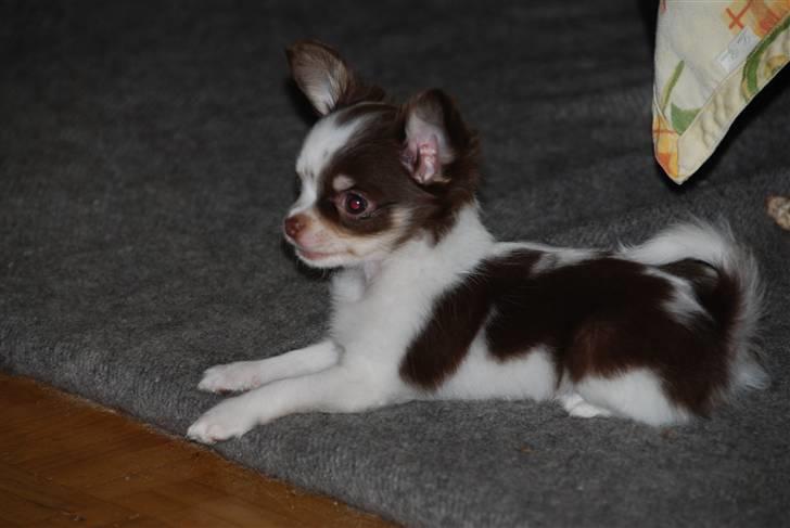 Chihuahua Cindy Sahara - Hva mon der er så spændende der oppe? hehe billede 12