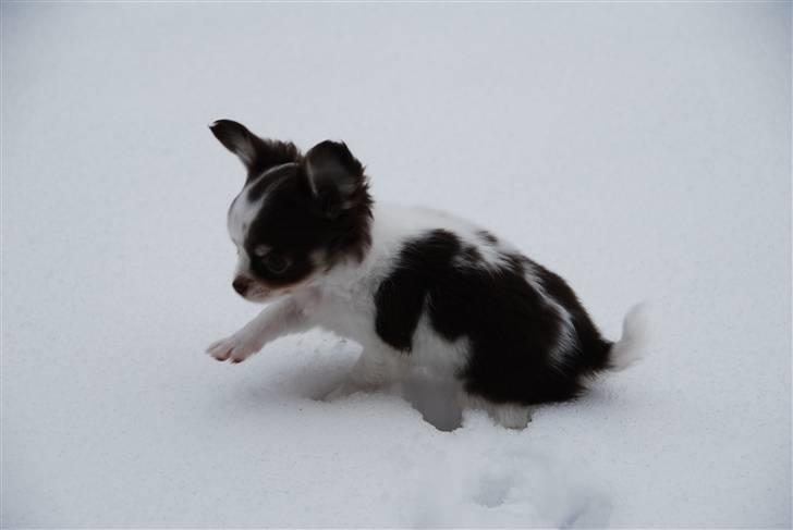 Chihuahua Cindy Sahara billede 13