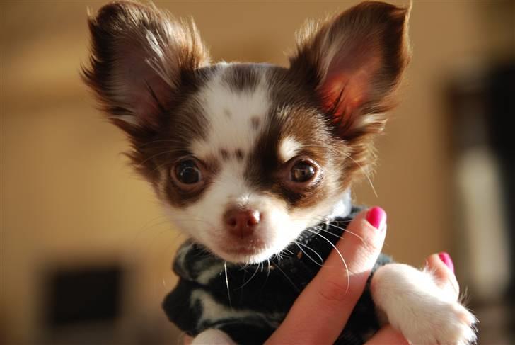 Chihuahua Cindy Sahara - Smukke ansigt billede 14