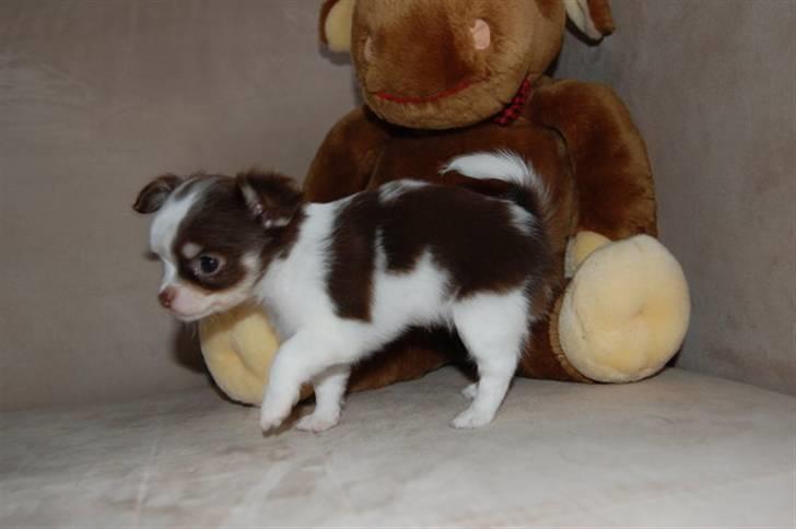 Chihuahua Cindy Sahara - Sikken et fint M jeg har på siden :) billede 15