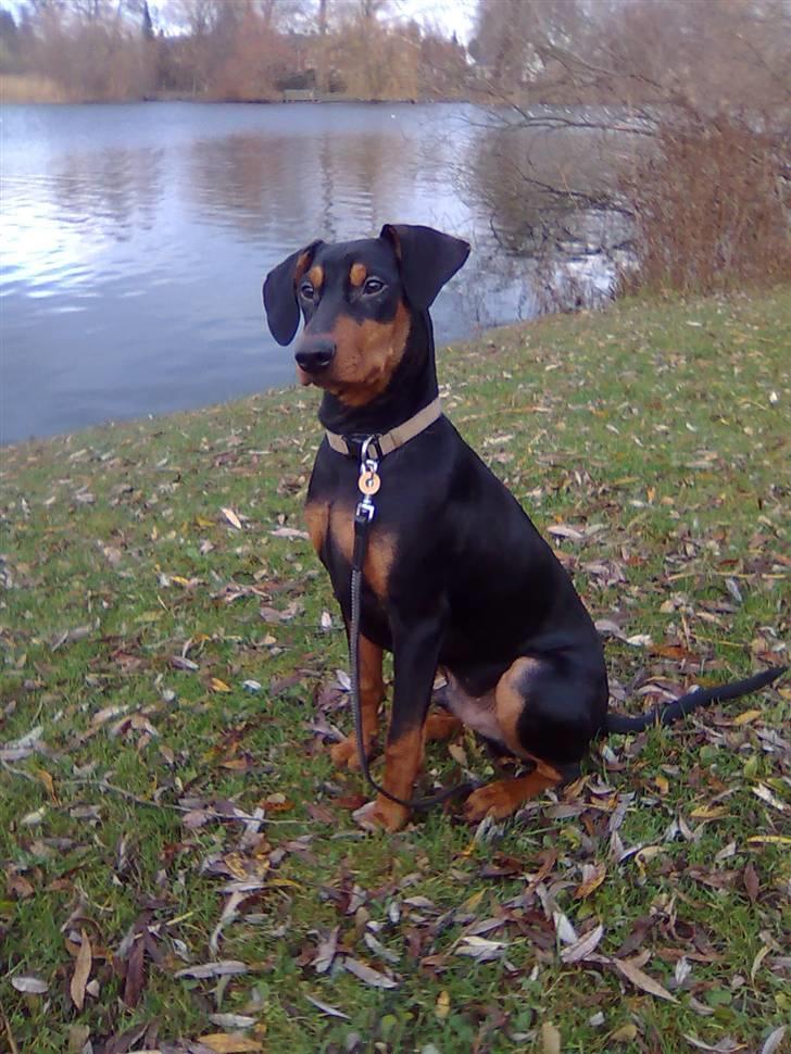 Tysk pinscher Nexus - Model 2 billede 1