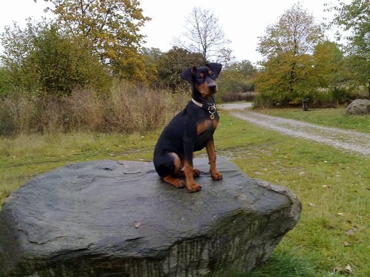 Tysk pinscher Nexus - Model billede 2