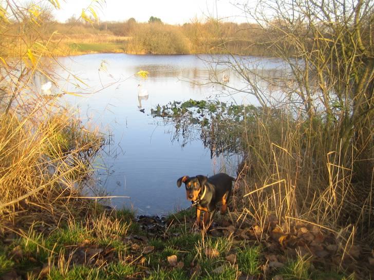 Tysk pinscher Nexus - På tur billede 3