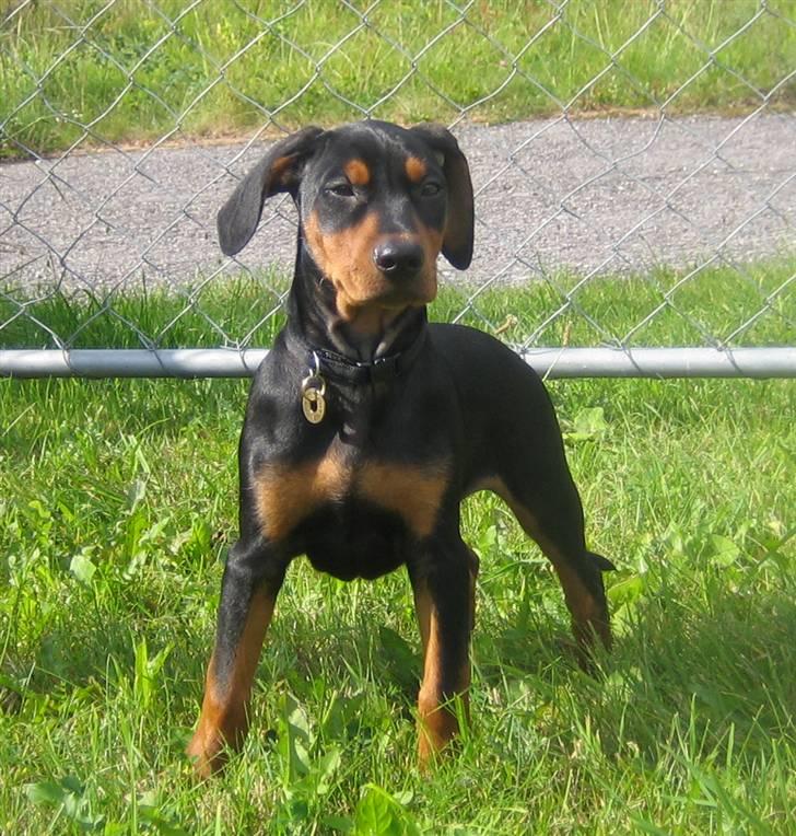 Tysk pinscher Nexus - han prøver at se stor ud men er lille 16-09-2009 billede 4