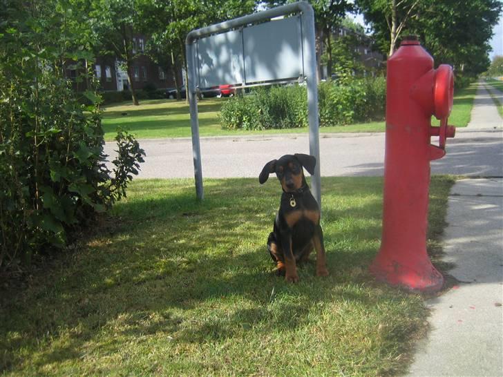 Tysk pinscher Nexus - 03-09-2009 billede 5