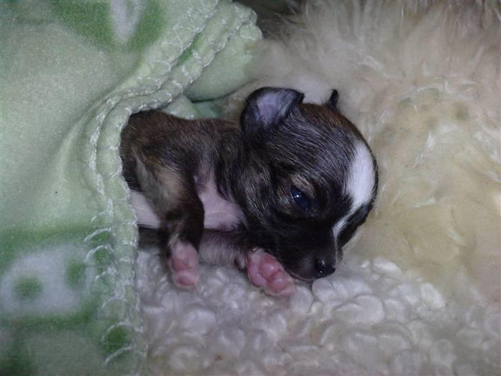 Blanding af racer Tue billede 10