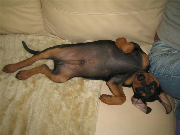 Tysk pinscher Nexus - 23-08-0229 Slapper han a den lille billede 6