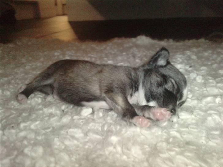 Blanding af racer Tue billede 11