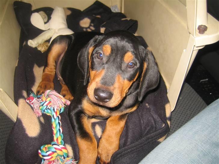 Tysk pinscher Nexus - På vej til sit nye/vores hjem, i bil fra stockholm billede 7