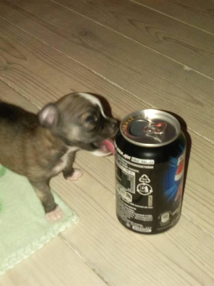 Blanding af racer Tue billede 12