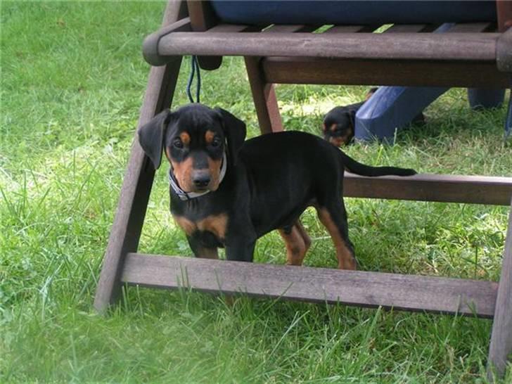 Tysk pinscher Nexus - 7 Uger gammel billede 8