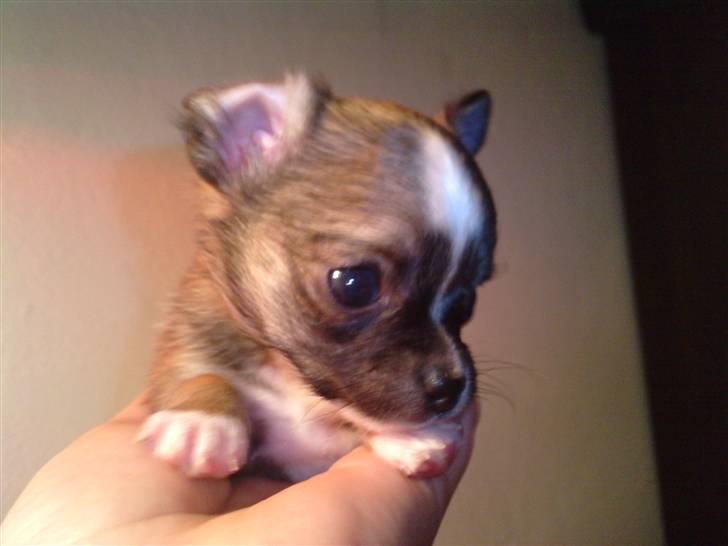 Blanding af racer Tue billede 13