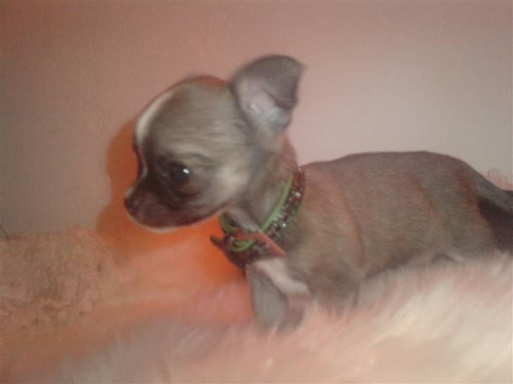 Blanding af racer Tue billede 14