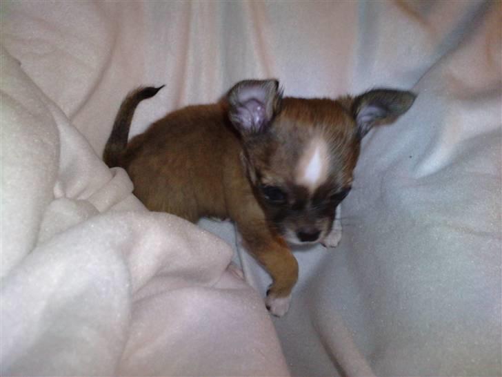 Blanding af racer Tue billede 15