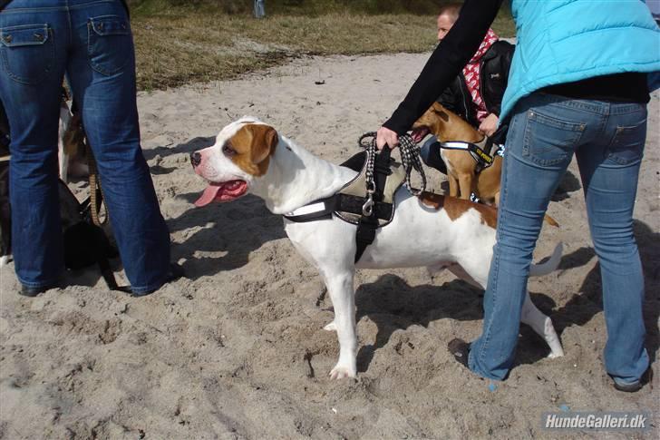 Amerikansk bulldog Kaine - Bebehunden<3 billede 12