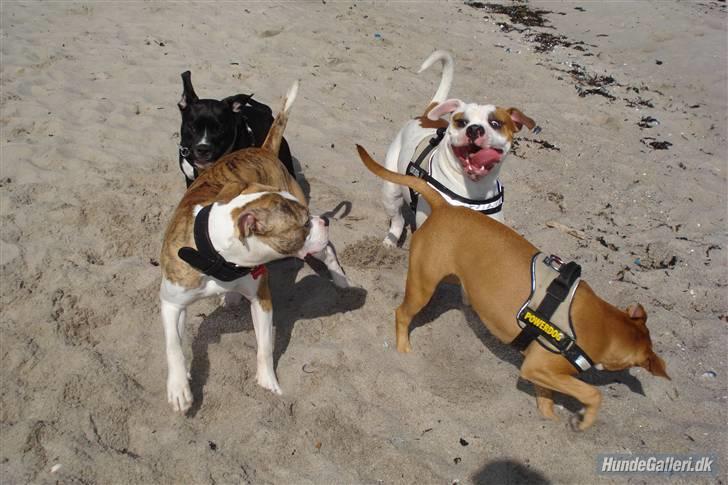 Amerikansk bulldog Kaine - Bebehunden<3 billede 13