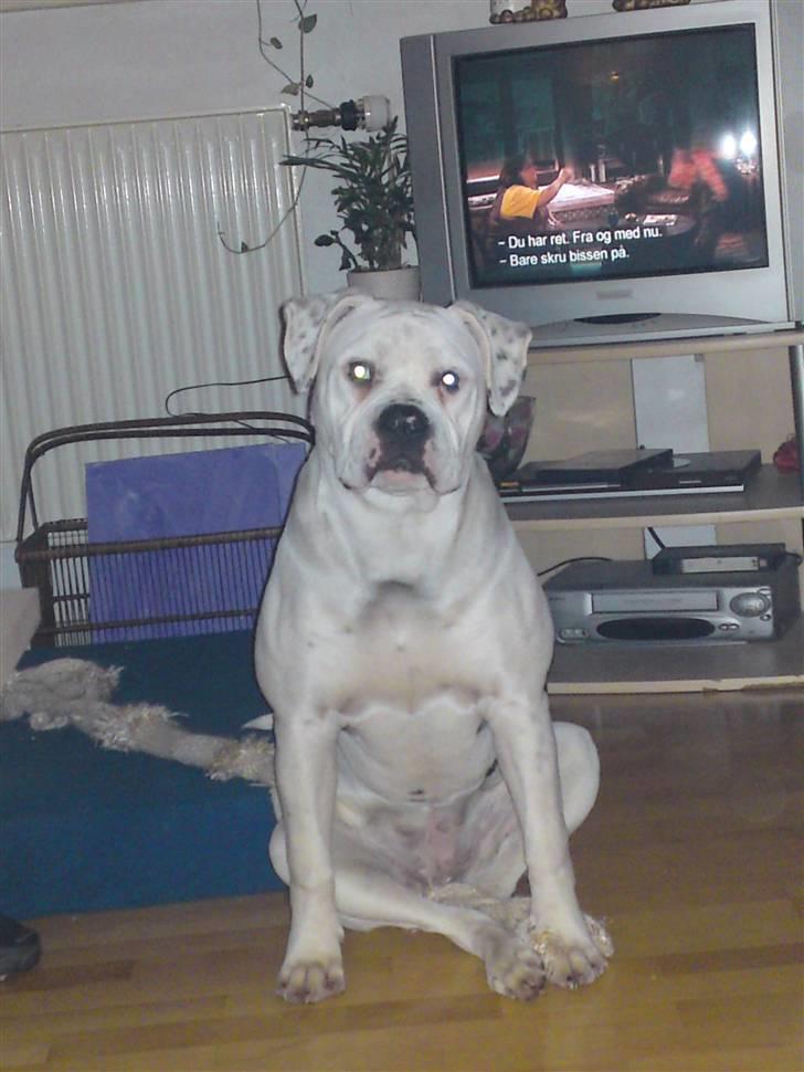 Amerikansk bulldog Margrethelunds Peewee billede 13