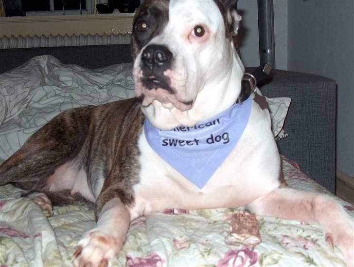 Amerikansk bulldog MOLLY billede 7