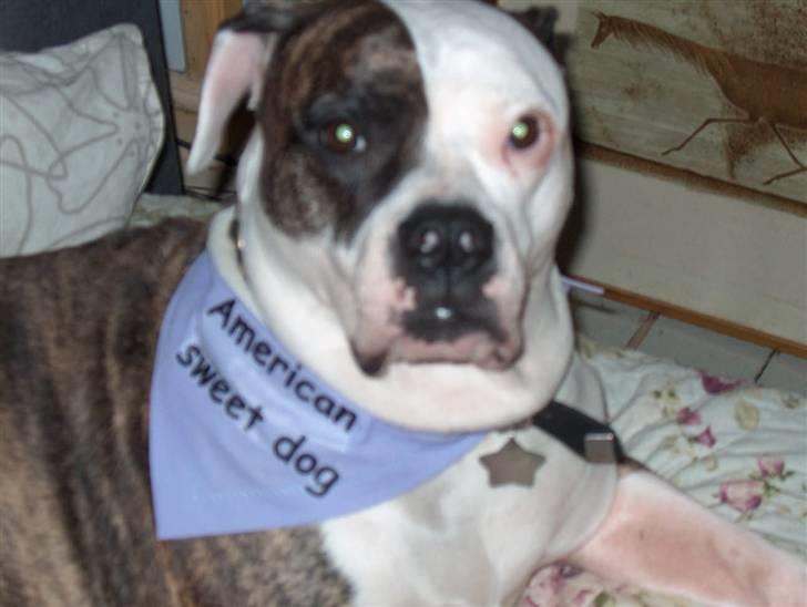 Amerikansk bulldog MOLLY billede 8