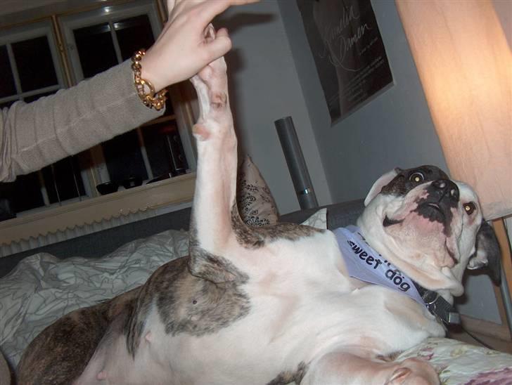 Amerikansk bulldog MOLLY billede 9