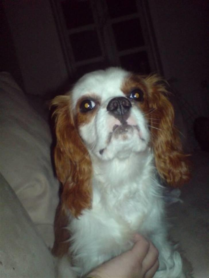 Cavalier king charles spaniel Bølle:-) billede 1