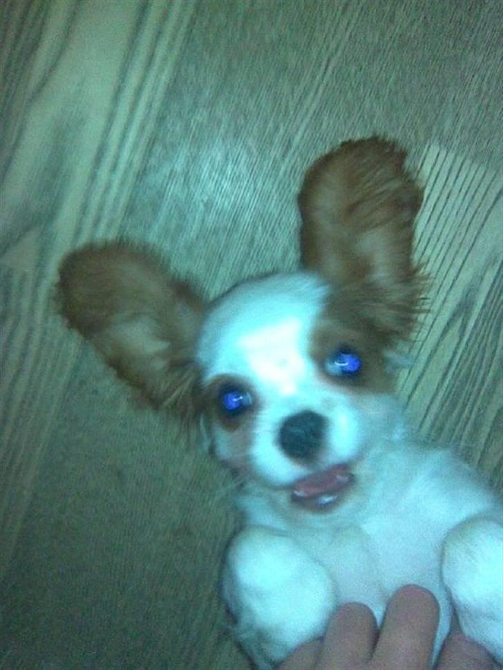 Cavalier king charles spaniel Bølle:-) billede 2