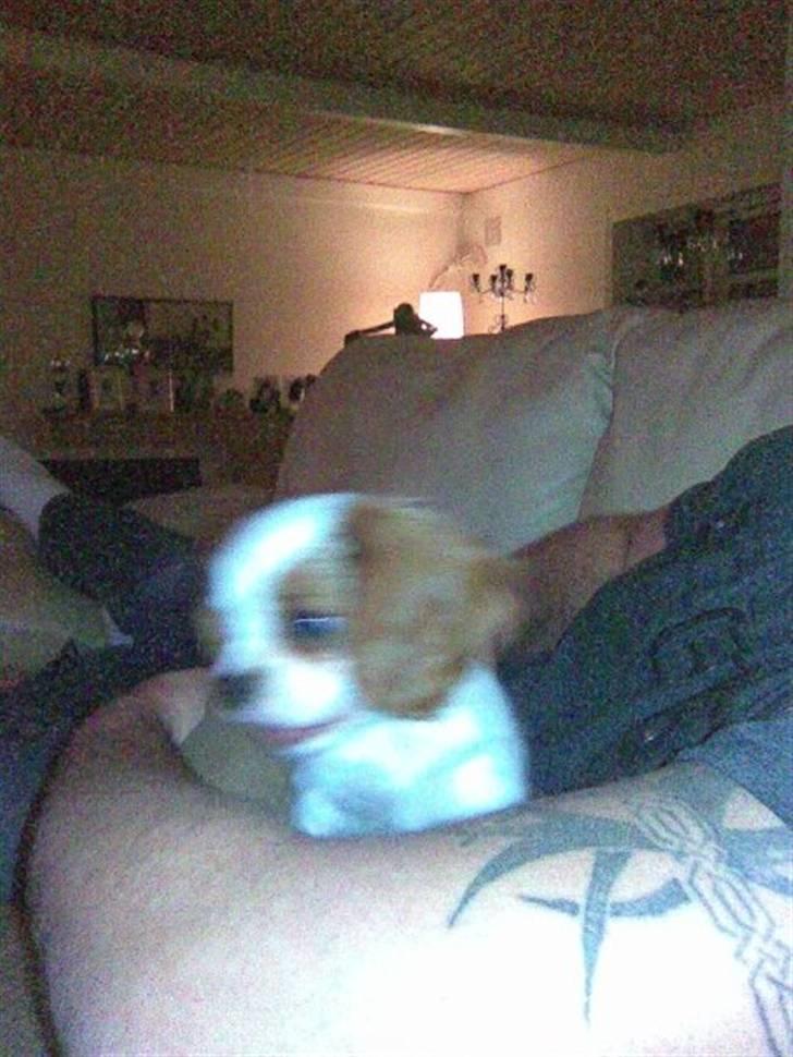 Cavalier king charles spaniel Bølle:-) billede 3