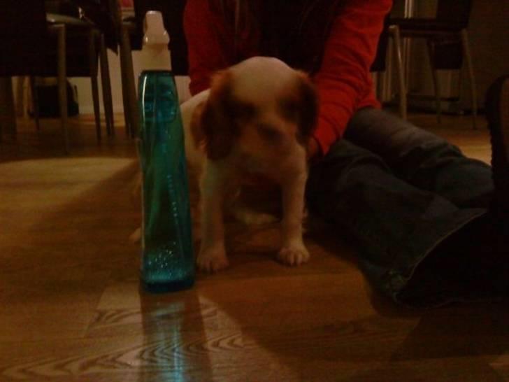 Cavalier king charles spaniel Bølle:-) billede 4