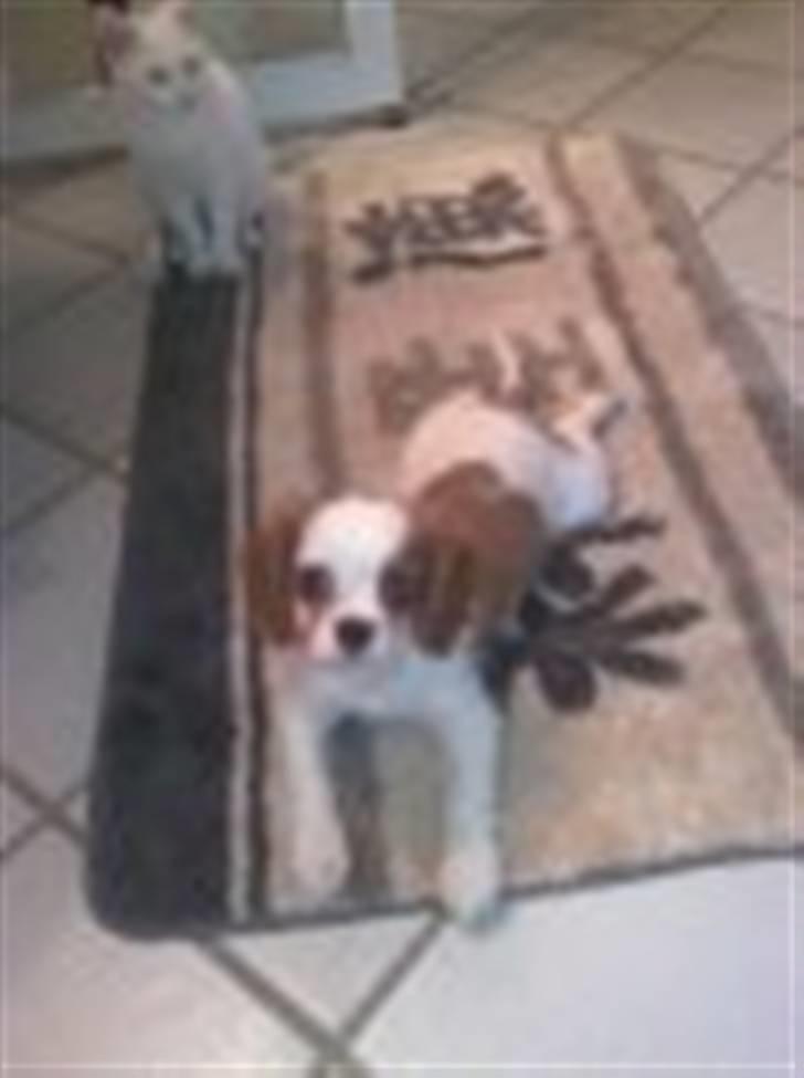 Cavalier king charles spaniel Bølle:-) billede 5