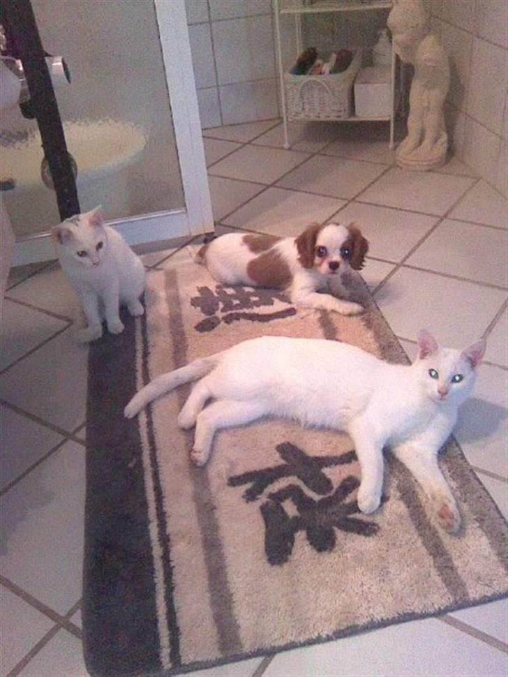 Cavalier king charles spaniel Bølle:-) billede 6