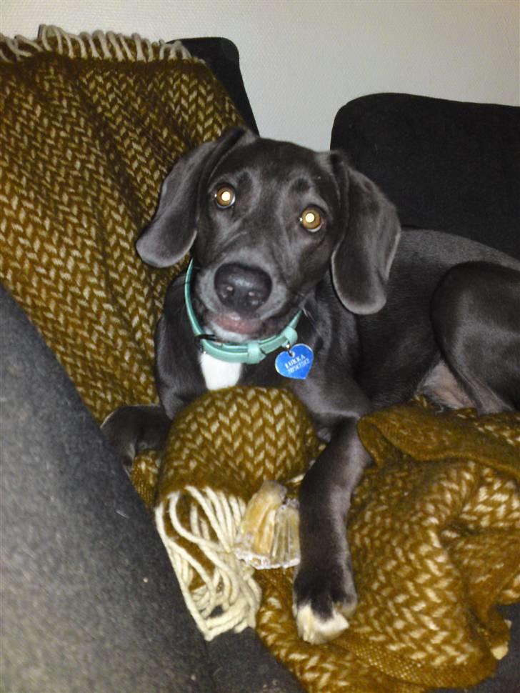 Blanding af racer Lukka billede 14