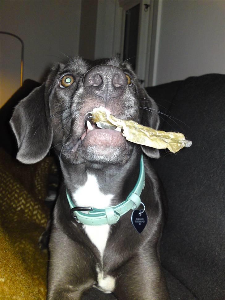 Blanding af racer Lukka billede 15