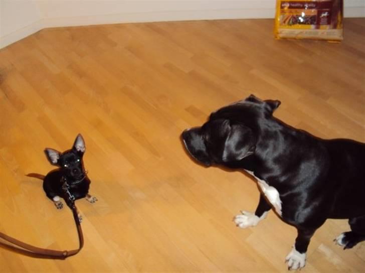 Chihuahua Anton D'Leh. - Anton & Lamborghine . Man kan sagtens være ven med en Amstaff! :) Ghini elsker Anton. billede 16