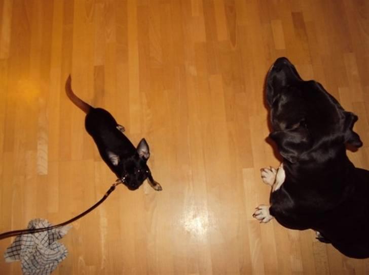 Chihuahua Anton D'Leh. - En Chi og en Amstaff! <3 billede 17