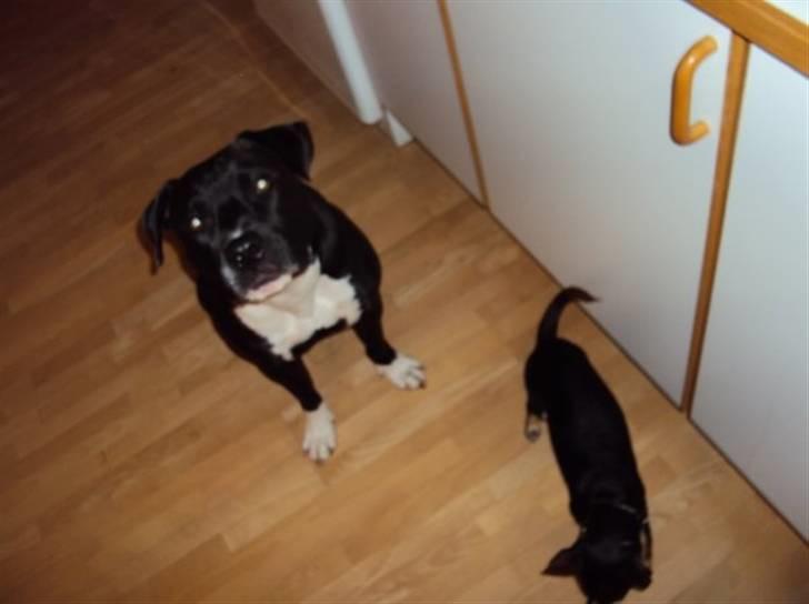 Chihuahua Anton D'Leh. - Lamborghini & Anton som det kniber med holde fokus! :) billede 18