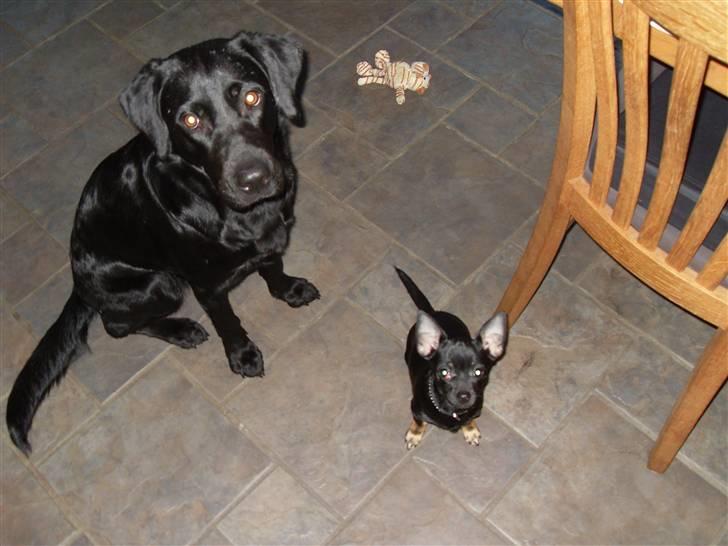 Chihuahua Anton D'Leh. - Laika & Anton. Søster og bror.. De elsker hinanden , og nyder når de ses. billede 19