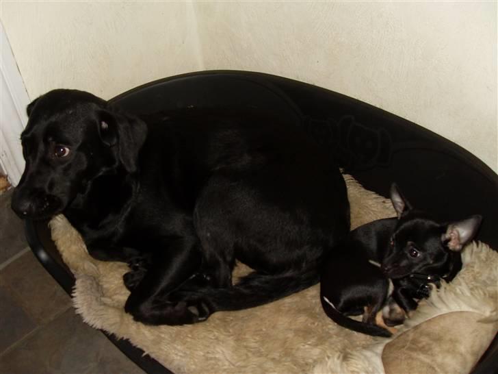 Chihuahua Anton D'Leh. - Laika deler gerne kurv med sin lille bror Anton :) billede 20