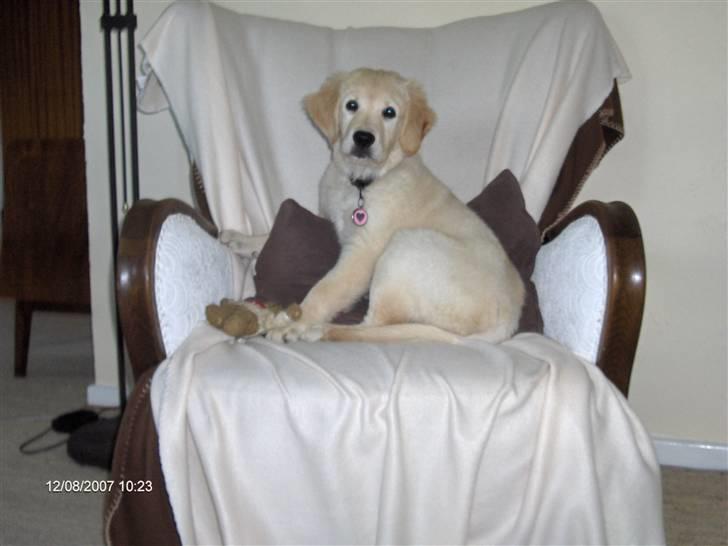 Golden retriever Lapija´s Luna billede 1