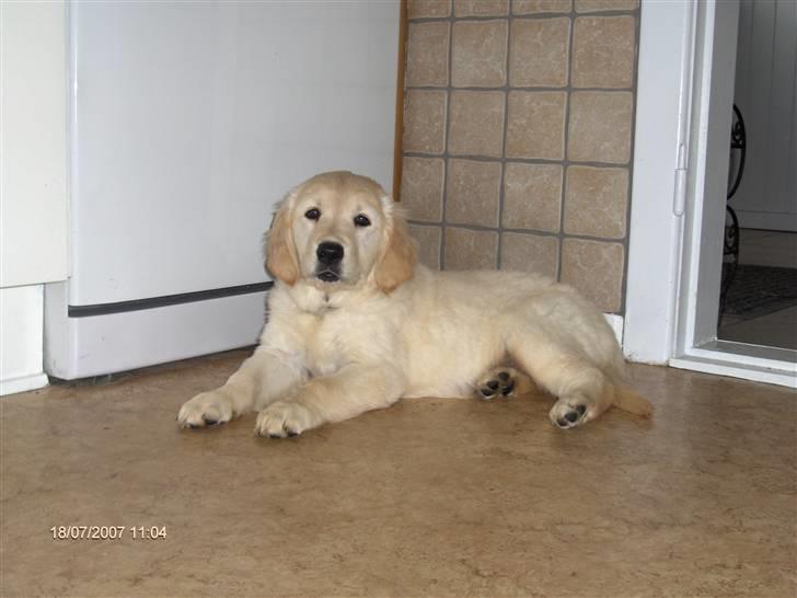 Golden retriever Lapija´s Luna - Mit køkken!!! billede 2