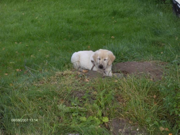 Golden retriever Lapija´s Luna billede 5