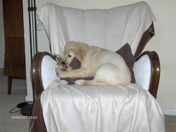 Golden retriever Lapija´s Luna billede 9