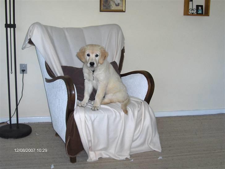 Golden retriever Lapija´s Luna - Min stol!!! billede 10