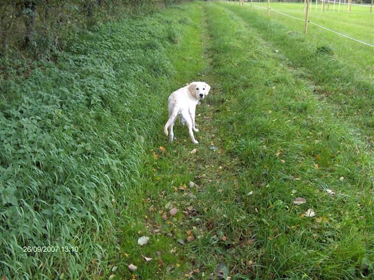Golden retriever Lapija´s Luna billede 12