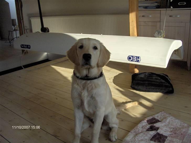 Golden retriever Lapija´s Luna - Mit solarie!!! billede 16