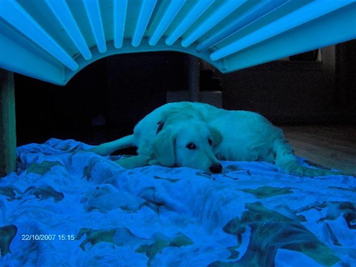 Golden retriever Lapija´s Luna - Jeg vil gerne være lidt mere gylden... billede 17