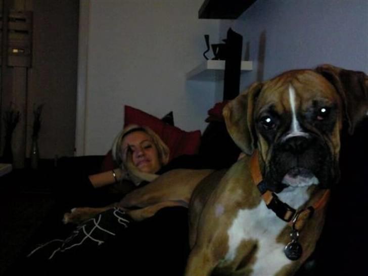 Boxer Zenta billede 15