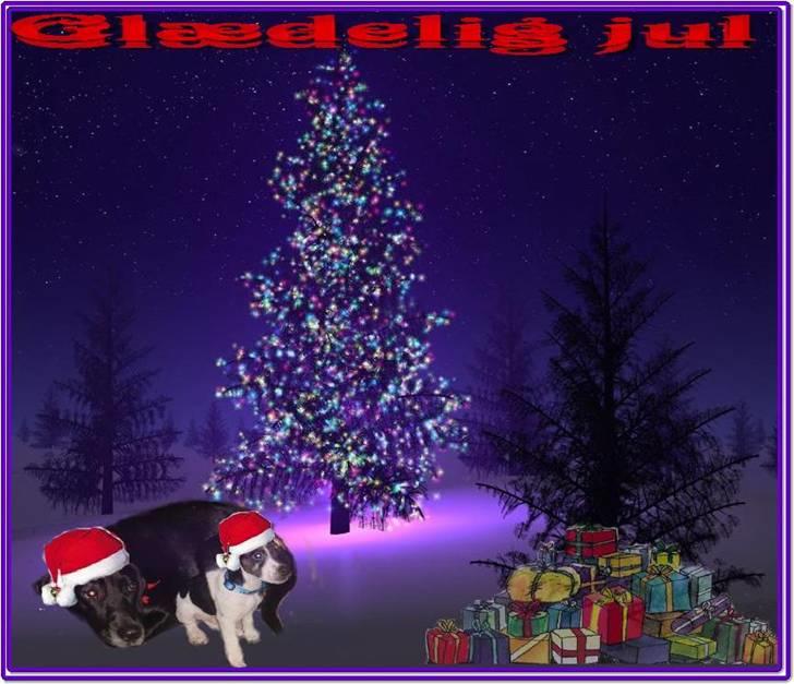 Jack russell terrier Lykkebo's Troy - Miley og Troy´s første jul billede 11