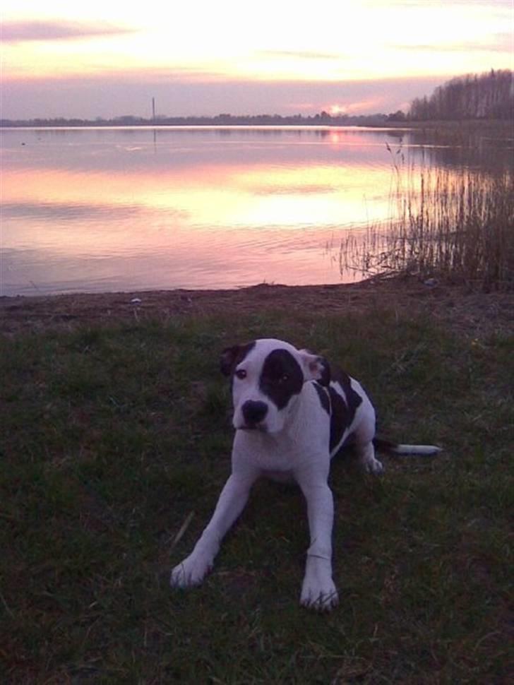 Amerikansk staffordshire terrier Calli RIP billede 1