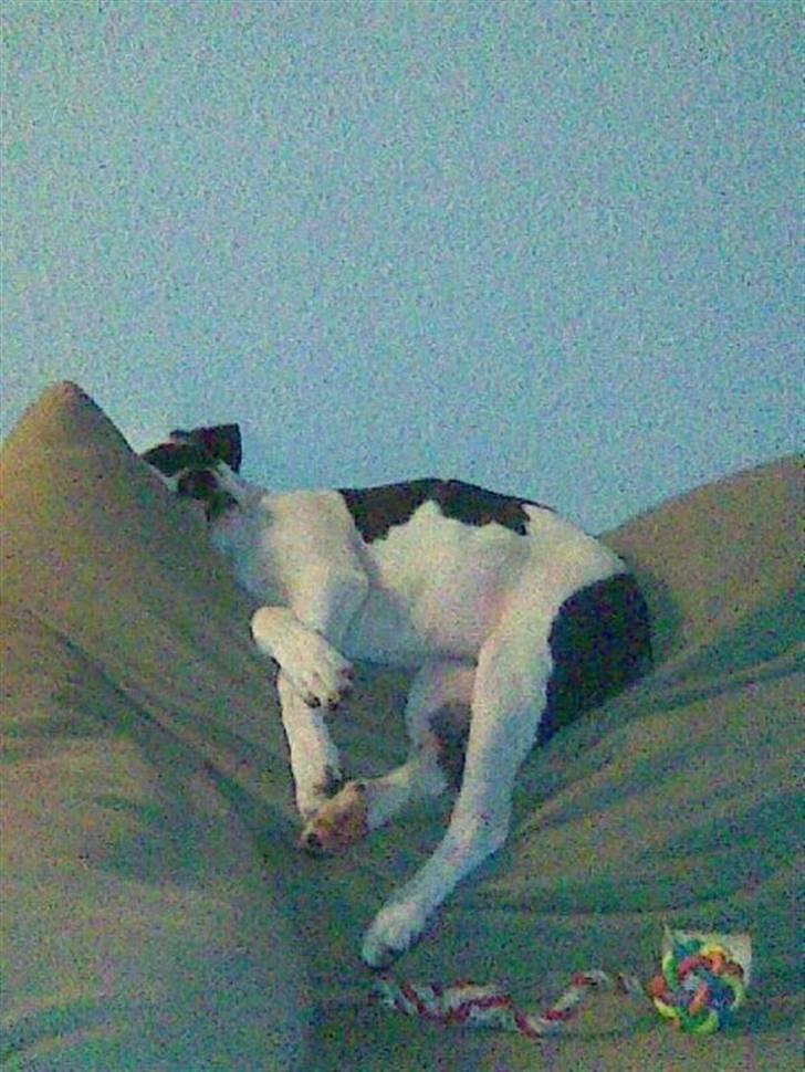 Amerikansk staffordshire terrier Calli RIP - Stor flyderen billede 2